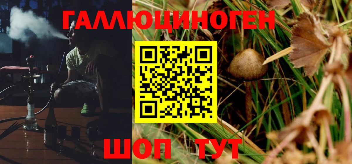 Галлюциногенные грибы Psilocybe Усть-Лабинск